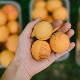 فواید هسته ی زردآلو چیست؟ چگونه مورد استفاده قرار می گیرد؟ آیا ضرری دارد؟ 2 فواید هسته ی زردآلو چیست؟ چگونه مورد استفاده قرار می گیرد؟ آیا ضرری دارد؟1