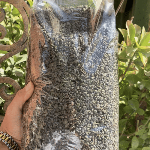 چای سبز