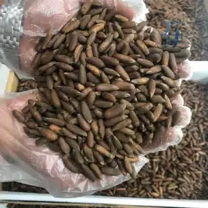 قیمت عمده تخمه چلغوز افغانستان در سال 1404 چقدر است 2 قیمت عمده تخمه چلغوز افغانستان در سال 1404 چقدر است