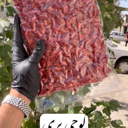 گوجی بری کانادایی