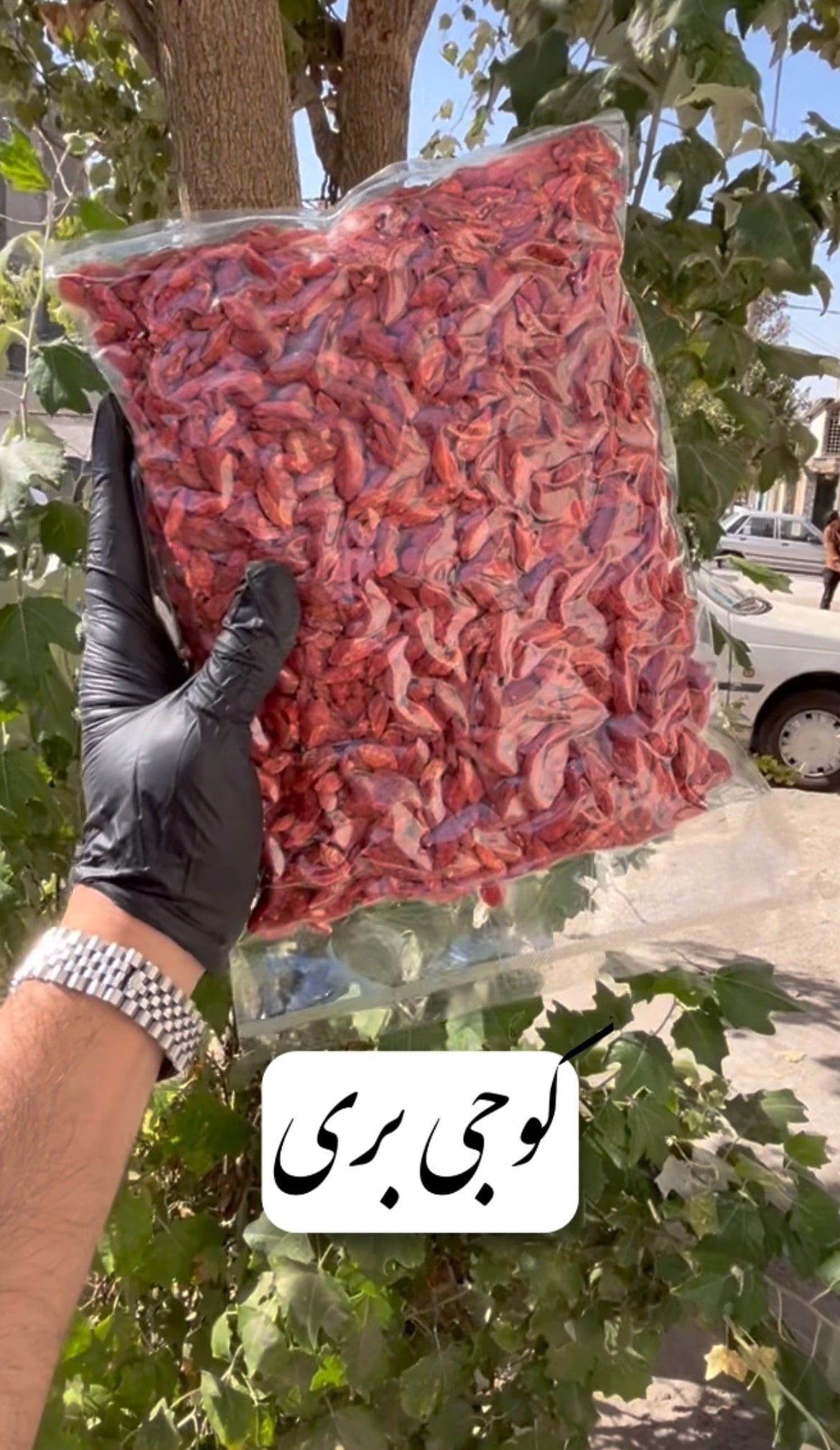 گوجی بری کانادایی 9 گوجی بری کانادایی