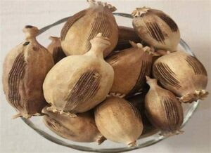 غوزه خشخاش 1 کیلویی 2 غوزه خشخاش 1 کیلویی