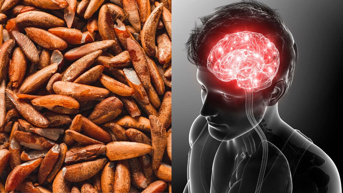 دانه ای مغذی و غذایی کامل
