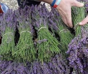 اسطوخدوس خارجی بدون خاکه 1 کیلویی 10 اسطوخدوس خارجی بدون خاکه1