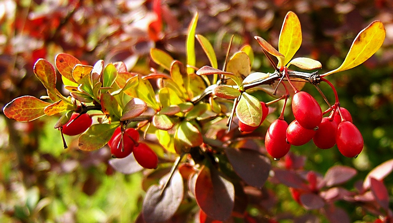 زرشک