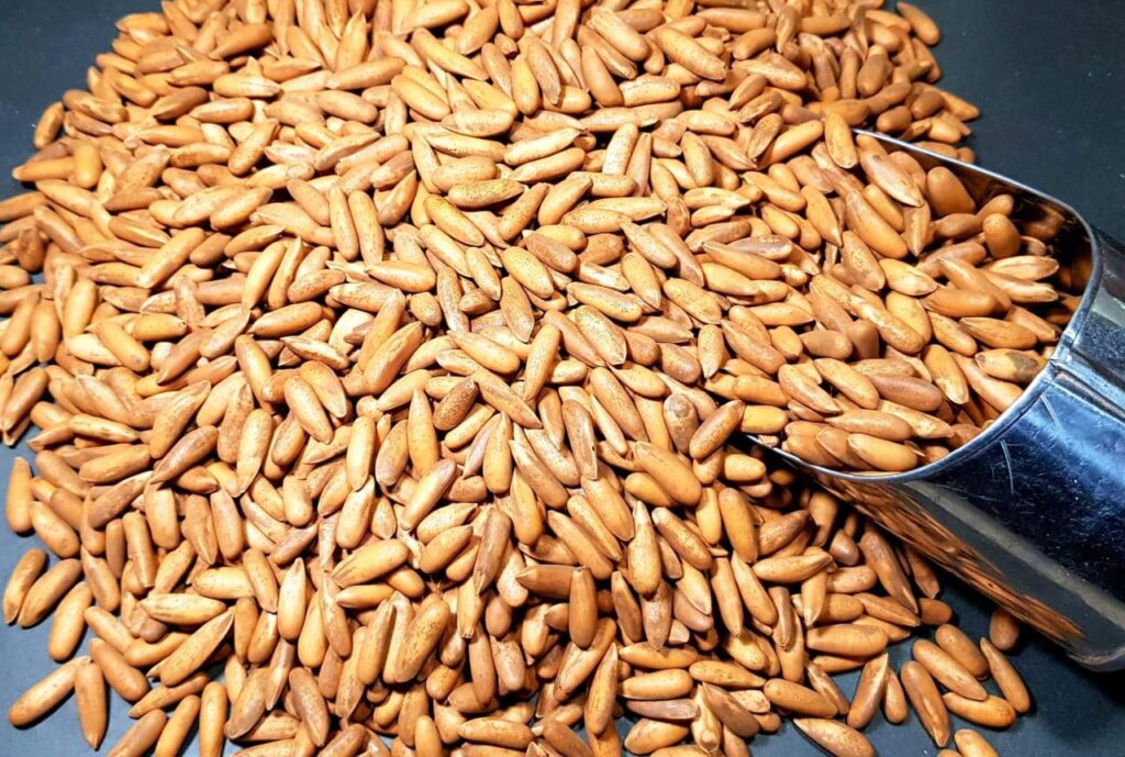 مغز تخمه چلغوزه (صنوبر)1کیلویی