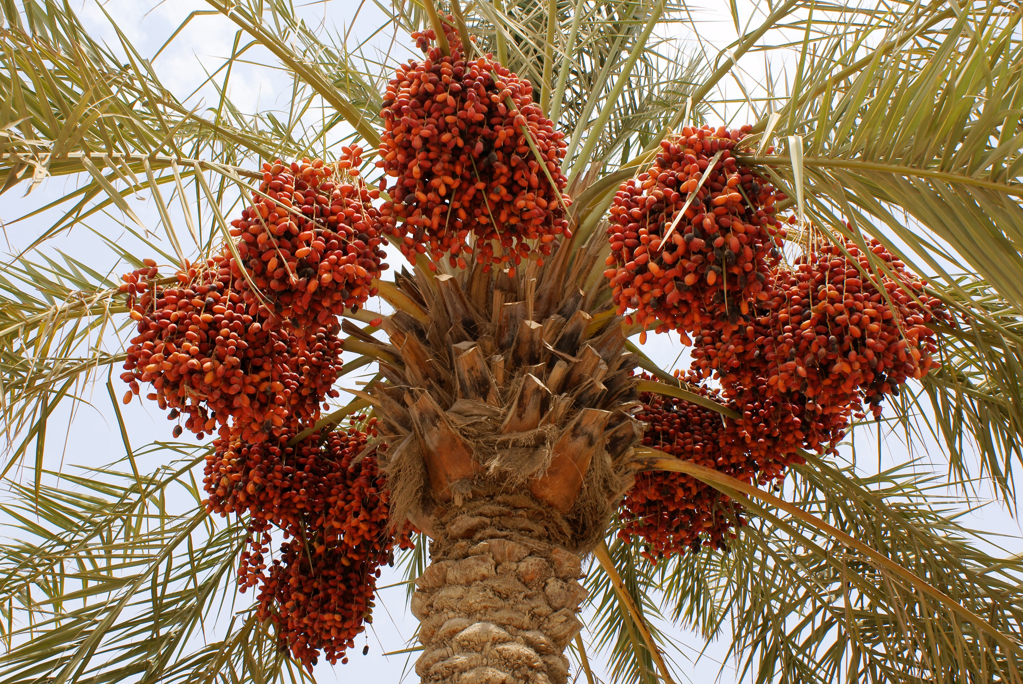 خرما