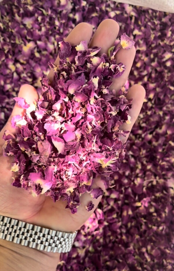 گل محمدی آقای زعفران