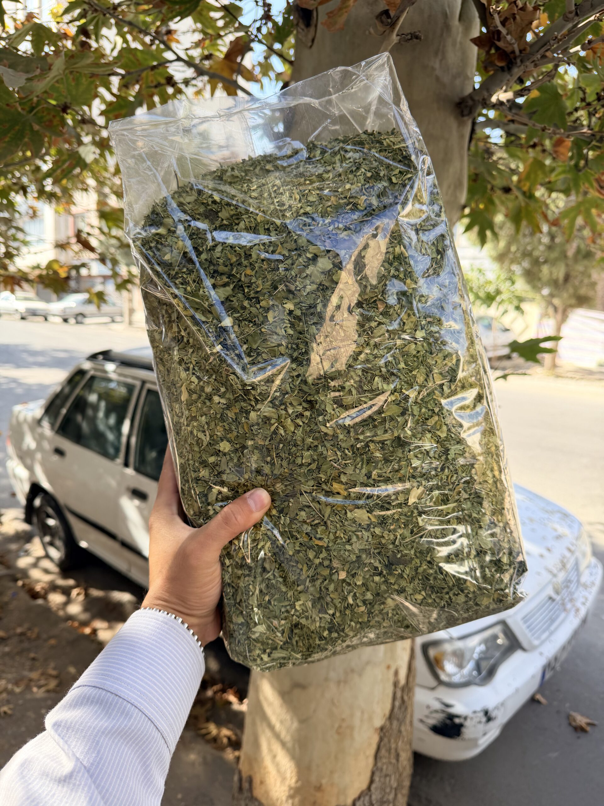 گیاه مورینگا 1 کیلویی آقای زعفران 1 گیاه مورینگا 1 کیلویی آقای زعفران