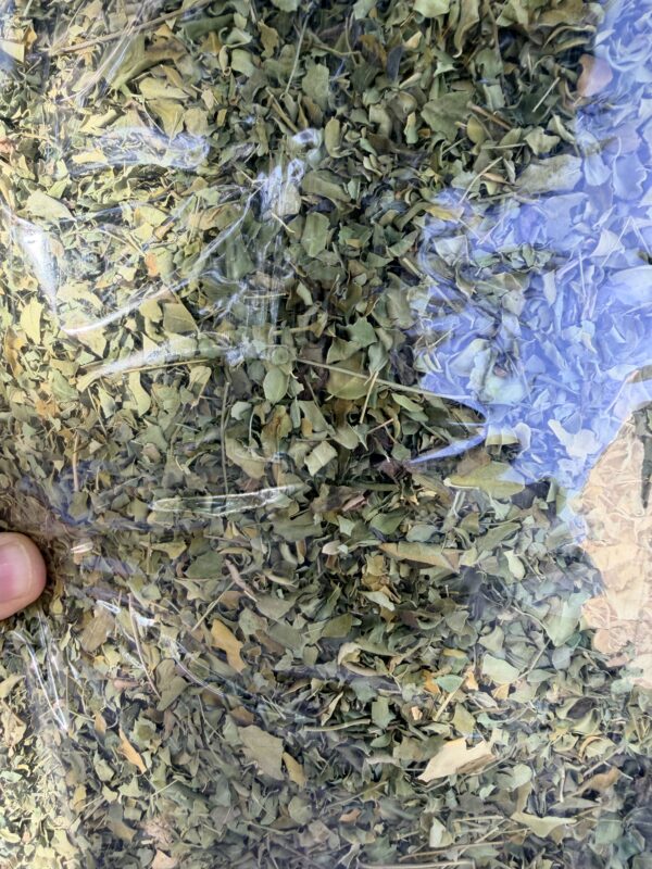گیاه مورینگا 1 کیلویی آقای زعفران 2 گیاه مورینگا 1 کیلویی آقای زعفران - تصویر 2
