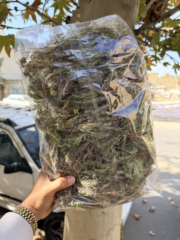 کاکوتی شاخه 1 کیلویی آقای زعفران